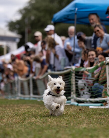 Hill Country Animal League
