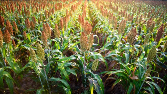 Sorghum field.