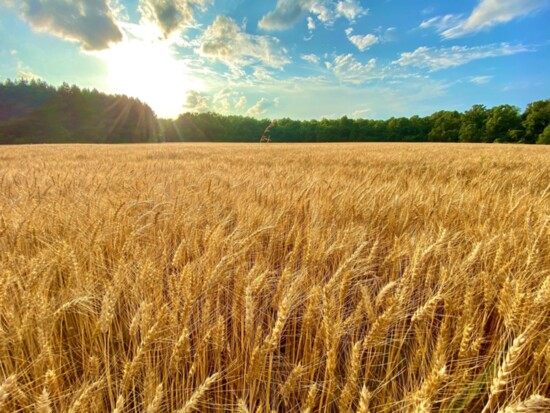 A golden field of white wheat ripening in the sun in one of the fields at Grapewood Farm in Montross, VA.  Photo Credit: Grapewood Farm