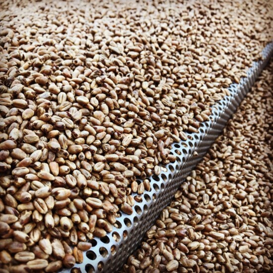 A batch of freshly roasted Crystal Wheat malt ay Murphy & Rude Malting Co. Photo Credit: Jeff Bloem