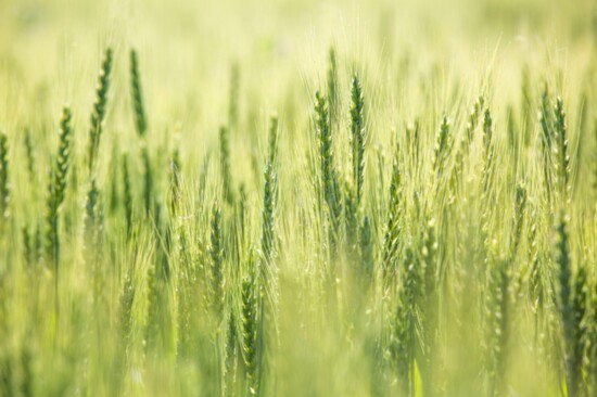 Organic Virginia wheat. Photo credit: Grapewood Farm