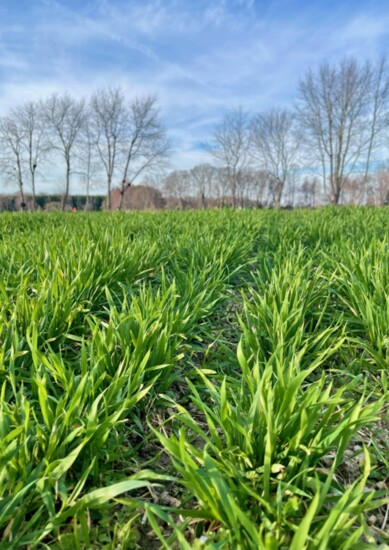 Field of organic Virginia wheat. Photo credit: Grapewood Farm