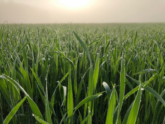 Organic Virginia wheat. Photo credit: Grapewood Farm