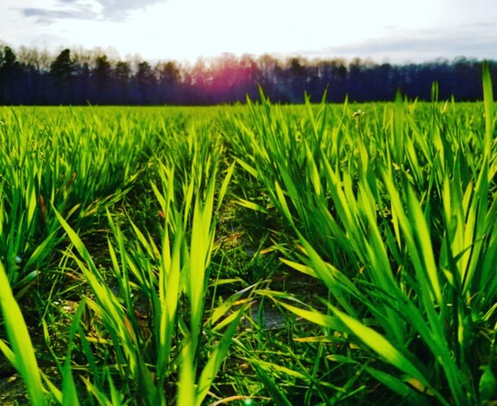 Field of organic Virginia wheat. Photo credit: Grapewood Farm