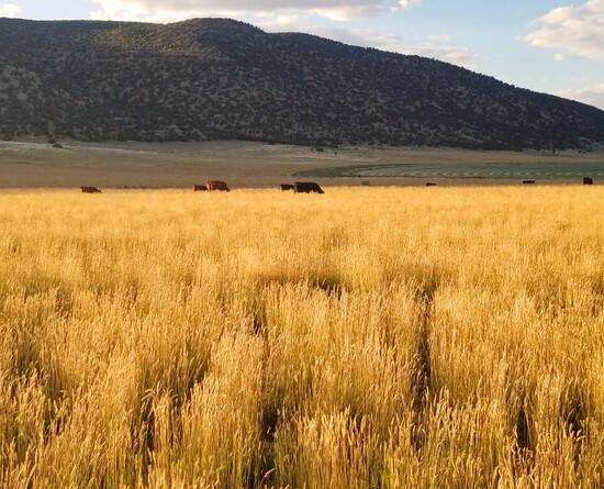 “Healthy soil, healthy crops, healthy cattle, healthy humans.”