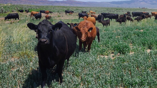 Cattle are hand-raised and well-fed.