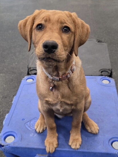 Photo by Dogtopia of Greenwood