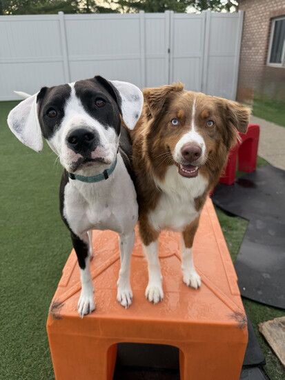 Photo by Dogtopia of Greenwood