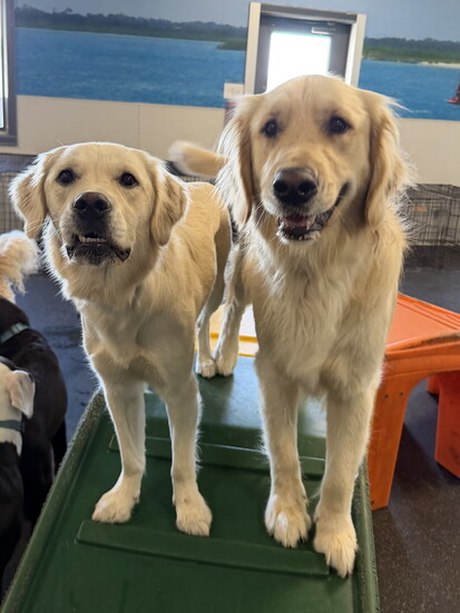 Photo by Dogtopia of Greenwood
