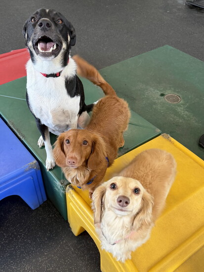 Photo by Dogtopia of Greenwood