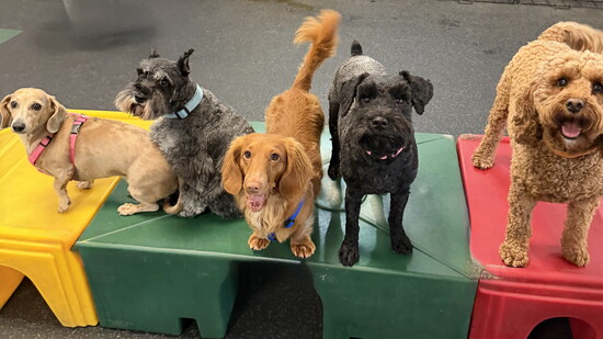 Photo by Dogtopia of Greenwood