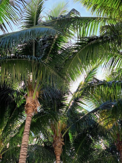 A beautiful cocoanut grove at The Flagler Museum