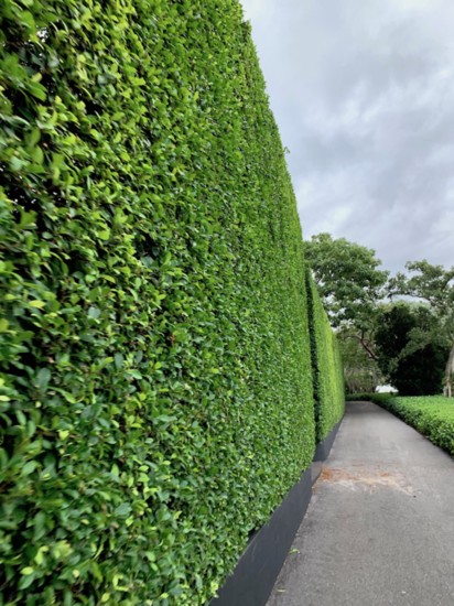 Hedges along Lake Trail