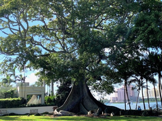 A formidable kapuk tree along the Lake Trail