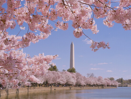 Cherry Blossom season in Washington, D.C. 