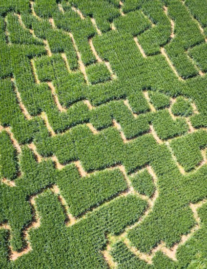 Shuckles Corn Maze is one of the fall highlights at Fiddle Dee Farms.