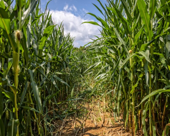 Shuckles Corn Maze provides escape fun for kids of all ages.
