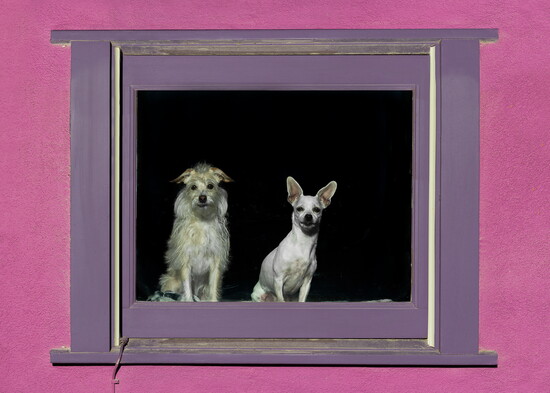 Two pups in a window soaking up the Arizona sunshine.