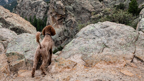 Bring fido along on your trip to Mt. Lemmon!