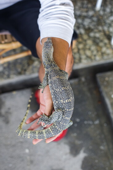 You can probably bring your Varanus Salvatar lizard along. Maybe?