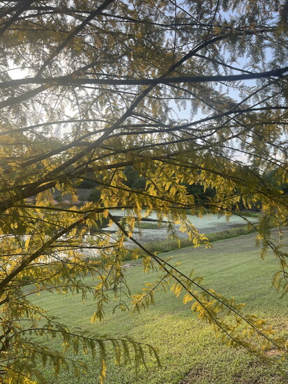 Notice the changing leaves as the golden glow of sunset dances through the trees.