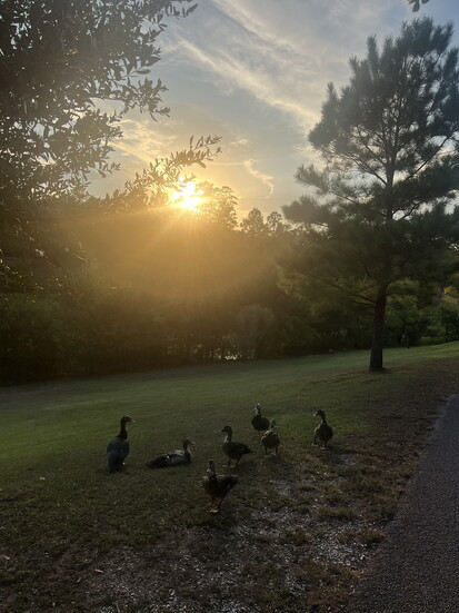As temperatures slowly cool, an evening walk offers a simple way to enjoy autumn, from colorful sunsets to glimpses of local wildlife.