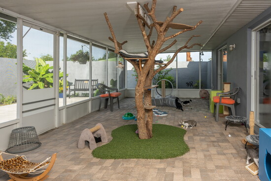 Cat Room at the shelter