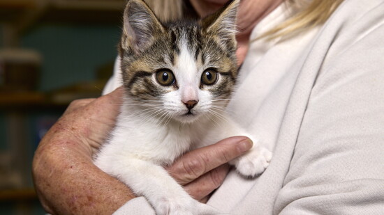Kitten up for adoption at CAT