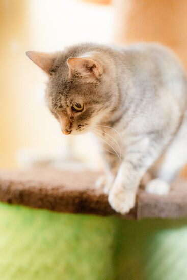 ZIVA | 12-Year-Old American Shorthair My name is Ziva, a mature black tabby looking for a peaceful home. At 12 years young, I am a gentle companion.