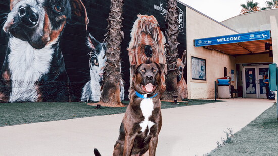 BOOMER | 3-Year-Old Labrador Retriever Mix My name is Boomer! I’m a handsome, energetic guy with a striking black-and-white coat and a serious love for life. 