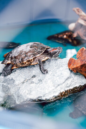 NO NAME YET | 10-Year-Old Green & Red Turtle I am a vibrant 10-year-old female turtle awaiting the perfect name! I am low-maintenance, and fascinating to watch.