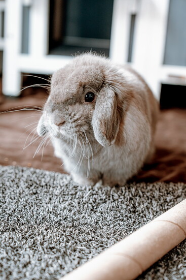 NO NAME YET | 2-Year-Old Lop Eared Bunny "I am so new to the center that I’m still awaiting my perfect name! I’m looking for a quiet home where I can hop around