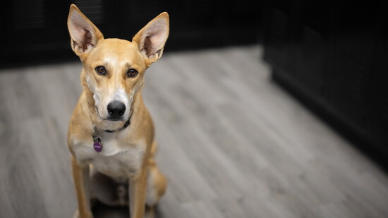 Featured image for Finding Purpose With Dogs