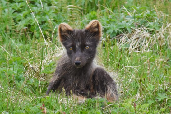 A curious and perhaps hungry Arctic fox loafed on Hesteyri, looking for a handout.
