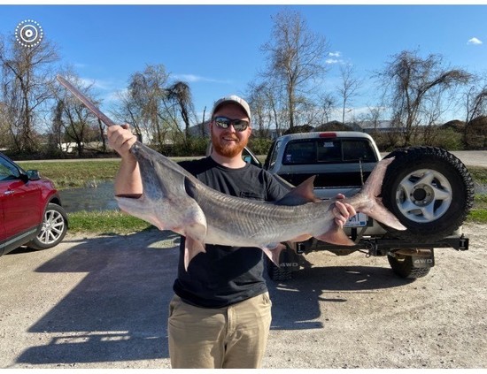 Jake Gillette of Clayton, Paddle Fish from Missouri River