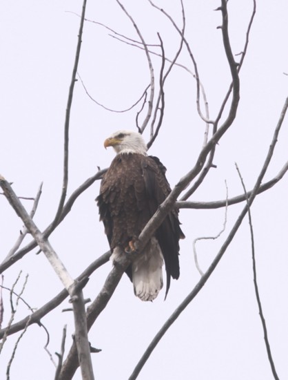 Bald eagles spend winter along the Boise River, and they’re an unmistakable bird that turns us all into bird watchers.
