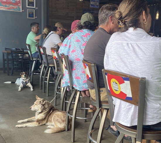 A packed weekend afternoon at Living the Dream Brewing in west Highlands Ranch.