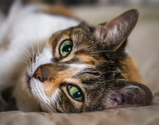 Lola