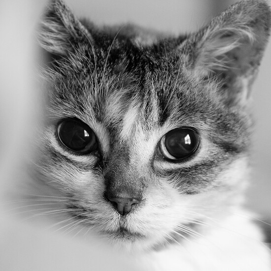 Lola