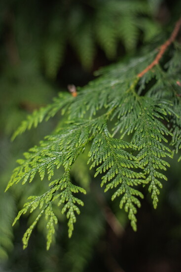Branch of a Western Red Cedar