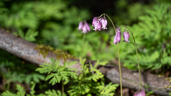 The Pacific bleeding heart