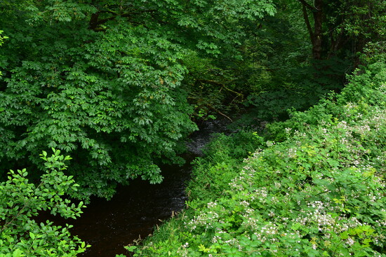 Little Pilchuck Creek, seen from the Centennial Trail (Photo credit: Joe Mabel)