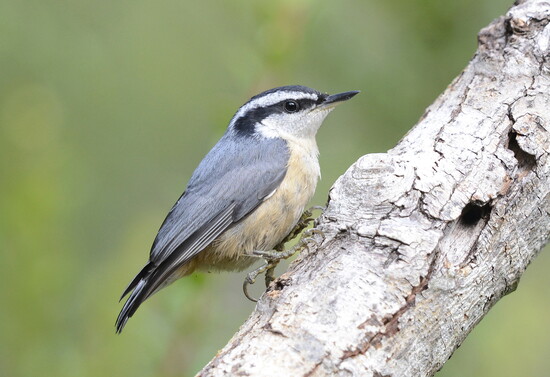 Red-breasted nuthatch (Photo credit: Vickie J. Anderson)
