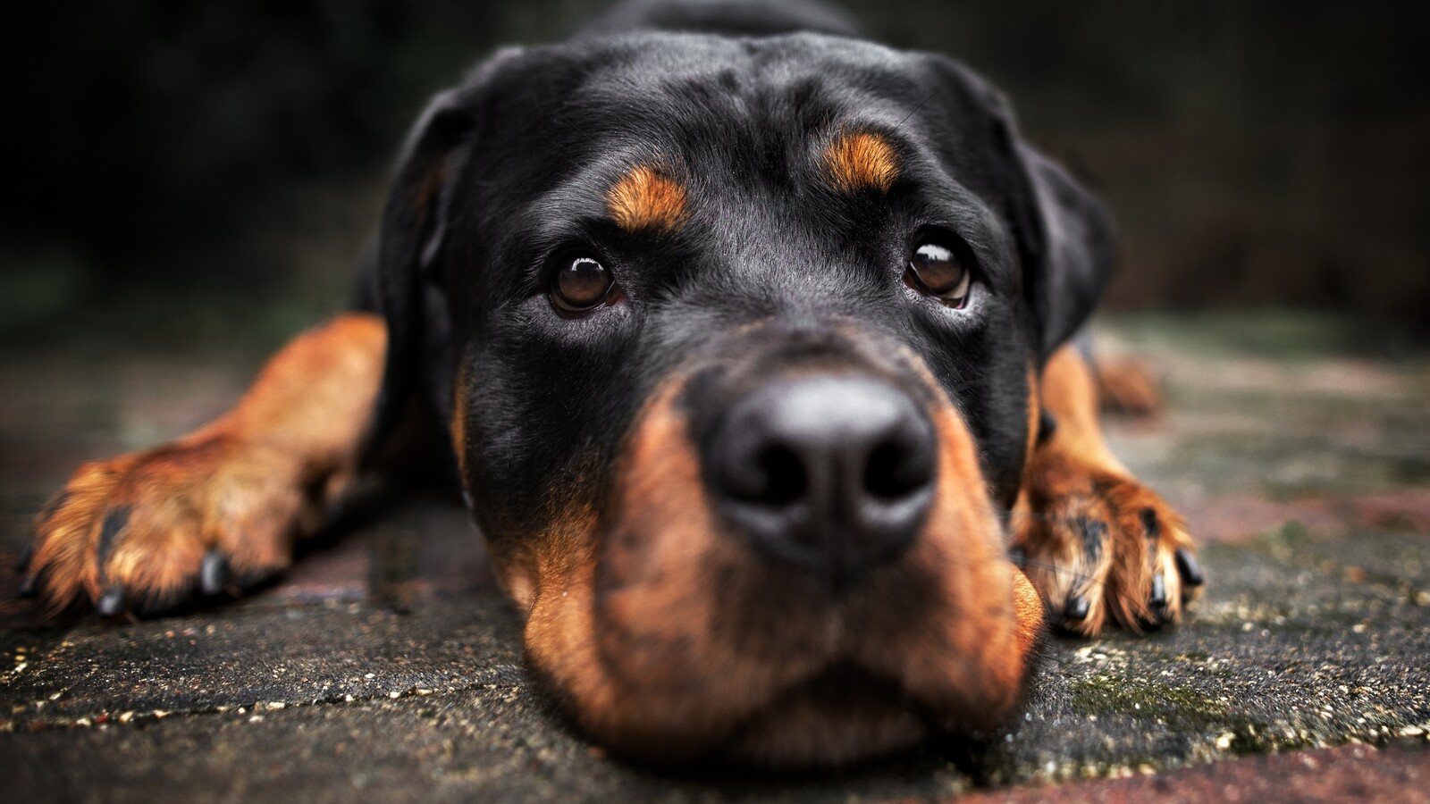 are rottweilers allowed in florida