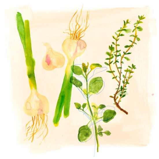 Common Kitchen Herbs