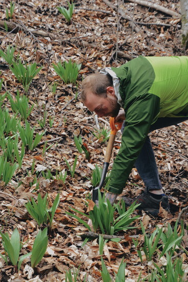 Chef Adam foraging ramps in eastern WI.