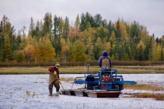 Chef Adam in a cranberry bog in Three Lakes, WI.