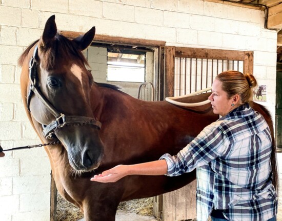 A TRRAC horse receiving "magnawave" therapy to assist in rehabilitating injury..