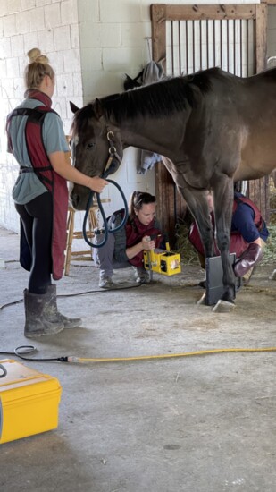 A horse at TRRAC's main facility with a veterinarian conducting radiographs to recheck a healed injury.