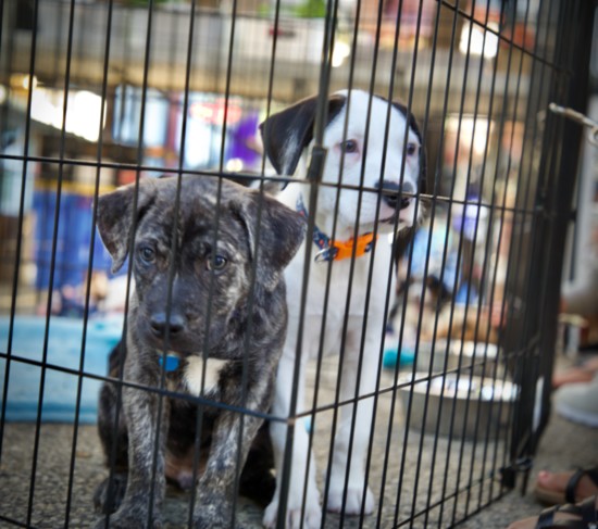 Waiting their turn for adoption.